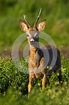 Elegant roe deer buck approaching from front view in warm orange light in spring