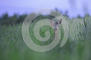 Elegant roe deer, capreolus capreolus, buck looking behind over shoulder on flourishing summer meadow with red flowers