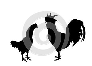 Elegant Rooster and chicken vector silhouette illustration isolated on white background. Male chicken and hen, organic food. Farm