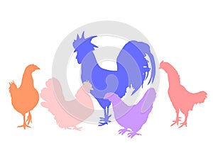 Elegant Rooster and chickens vector silhouette illustration isolated on white background. Male chicken and hen. Farm chantry cock.