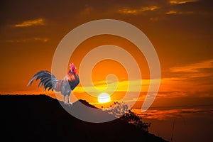 Elegant rooster crowing on colorful sky with sunrise and silhouette of tree and roof home on background