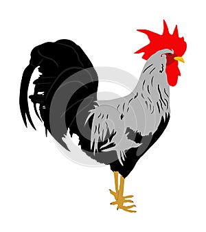 Elegant Rooster vector illustration isolated on white background. Thai chicken organic food. Farm chantry cock.