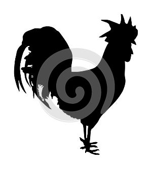 Elegant Rooster vector silhouette isolated on white background. Thai chicken organic food. Farm chantry cock.