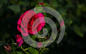 Elegant rose blossom and buds at Butchart Gardens