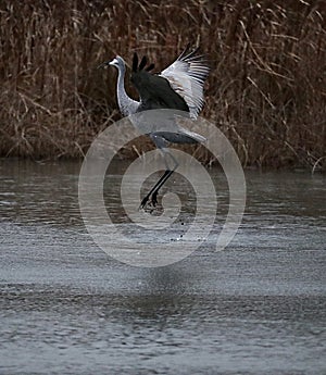 Sandhill Crane taking off in the forest