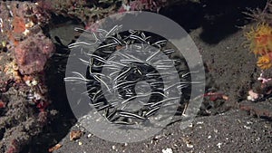 Elegant school of Catfish eels Plotosus lineatus on the sand in Zulu sea Dumaguete