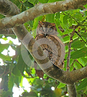 Elegant Scops-Owl (Lanyu), Otus elegans botelensis