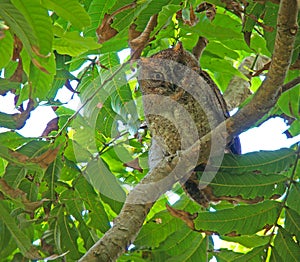 Elegant Scops-Owl (Lanyu), Otus elegans botelensis