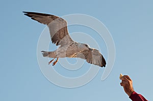 Elegant seagull approaching for feeding