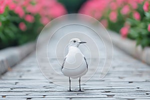Elegant Seagull on a Paved Pathway Amidst Pink Flowers photo