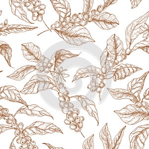 Elegant seamless pattern with coffea or coffee tree branches, flowers, leaves and fruits or berries drawn with contour photo