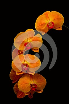 Elegant and serene orange phalaenopsis orchids on dark background