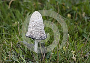 Elegant shagy inkcap mushroom