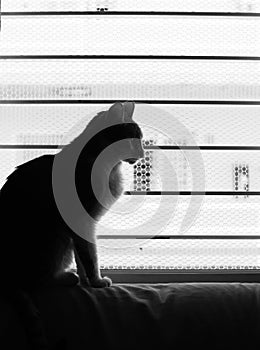 Elegant sitting cat silhouetted against a barred window