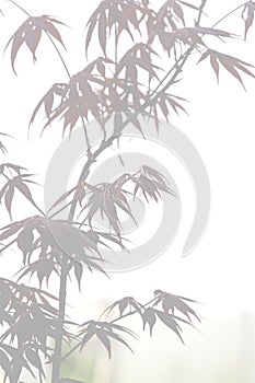 Elegant soft foggy Japanese bamboo background