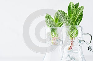 Elegant soft white summer background -young mint leaves closeup in transparent bottles with sparkling bubbles on light wood table.