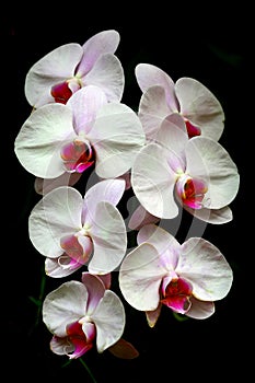 Elegant sonata of white phalaenopsis orchids