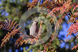 Elegant songbird Bohemian waxwing, Bombycilla garrulus perched on the branch