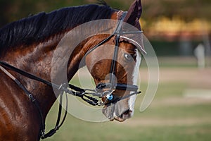Elegant sorrel horse on eventing competition