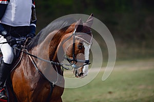 Elegant sorrel horse on eventing competition in daytime in spring