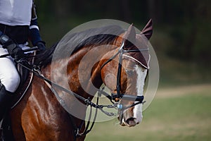 Elegant sorrel horse on eventing competition in daytime in spring