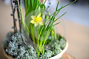 Elegant spring, Easter flower arrangement of daffodils, placed on the table in daylight at home.