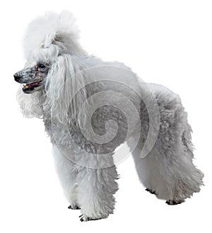 Elegant standart Poodle photo