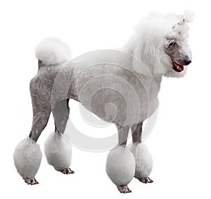 Elegant standart Poodle photo