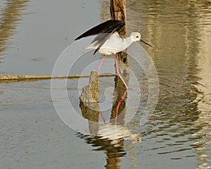 An elegant stilt walks in a pond illuminated by the sun of the golden hour