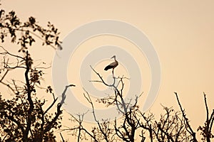 Elegant stork perched on a dead tree