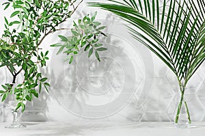 Elegant summer tropical background - green leaves palm and tree in vases with dappled shadow in sunshine on white marble tile wall