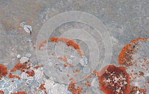 Elegant Sunburst Lichen on a stone photo