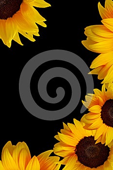 Elegant sunflower background creating frame with copy space