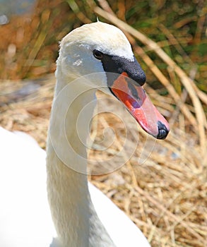 Elegant Swan female with very long necks and beaks