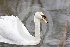 Elegant swan floating on water