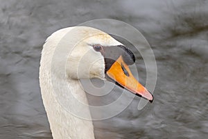 Elegant swan floating on water