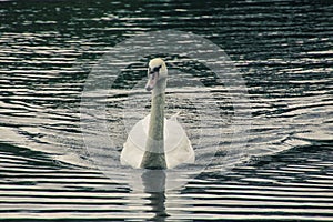 Elegant swan on the lake