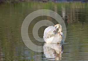 Elegant Swan in the Lake