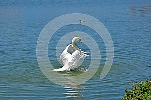 An elegant swan on the lake. A large and varied number of birds make lake Morton a home.