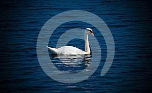 An elegant swan on a lake.