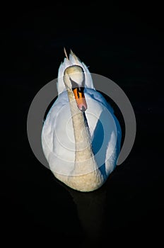 An elegant swan on a lake.