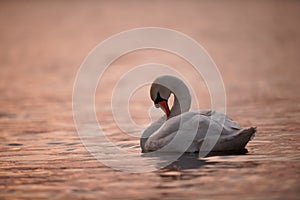 Elegant Swan Preening on Pink Water