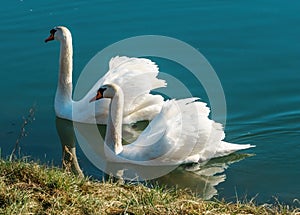 Elegant swans gracefully glide through the river, their beaks elegantly intertwined