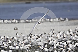 An Elegant Tern flying hunting for fish