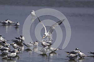 An Elegant Tern flying hunting for fish