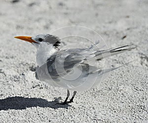 Elegant Tern Seabird photo