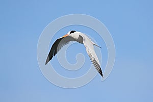 Elegant Tern (Sterna elegans)