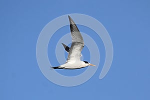 Elegant Tern (Sterna elegans)