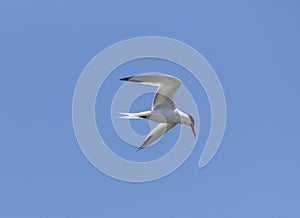 Elegant tern, Thalasseus elegans