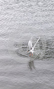 Elegant tern, Thalasseus elegans